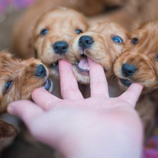 How To Teach Your Puppy Not To Bite?