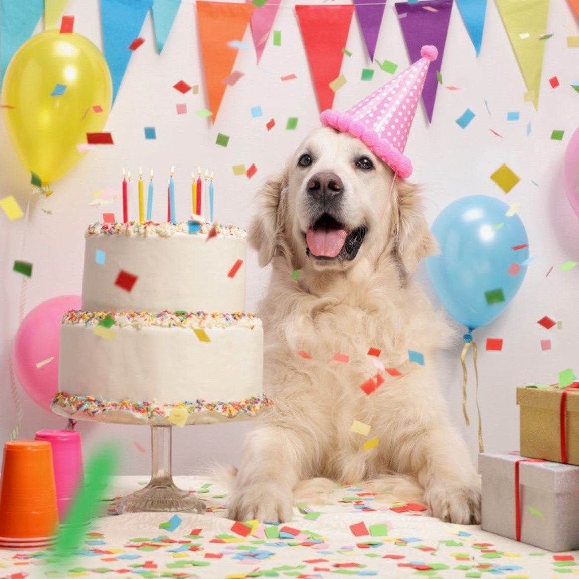 Cumpleaños para Perros y Gatos