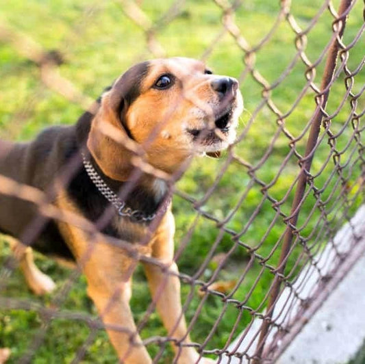 Top 5 Tips To Stop Dog Barking In 2021